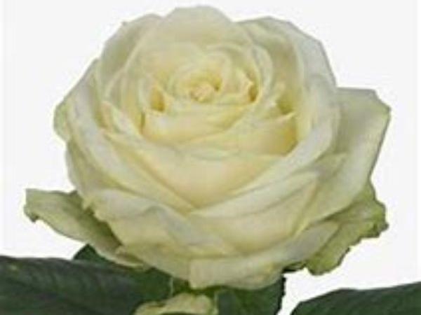 Mimosan Kukka - Ruusut - Valkoinen pitkä ruusu